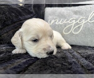 Goldendoodle Puppy for sale in SUGARCREEK, OH, USA