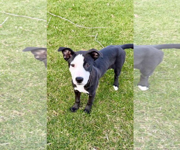 Medium Photo #11 Mutt Puppy For Sale in Plainfield, IL, USA