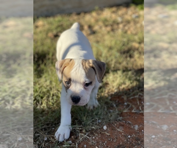 Medium Photo #8 American Bulldog Puppy For Sale in BONAIRE, GA, USA