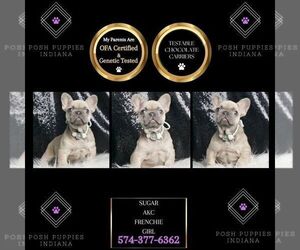 French Bulldog Puppy for sale in WARSAW, IN, USA