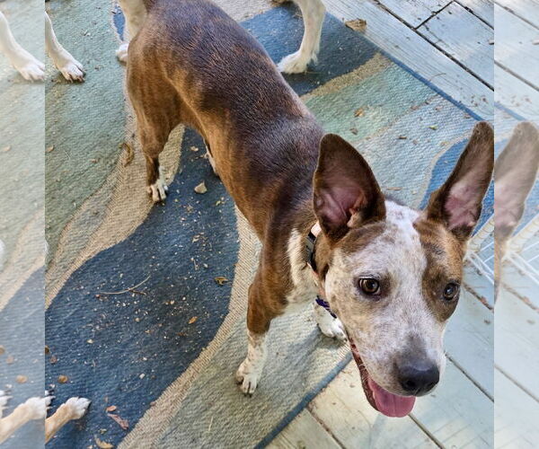 Medium Photo #4 Beagle-Unknown Mix Puppy For Sale in Batavia, OH, USA