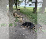 Small #2 Doberman Pinscher