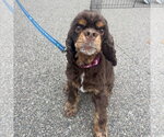 Amelia - Female Cocker Spaniel Dog for Adoption - Small photo