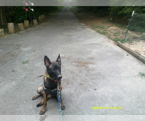 Belgian Malinois Puppy for sale in CARTERSVILLE, GA, USA