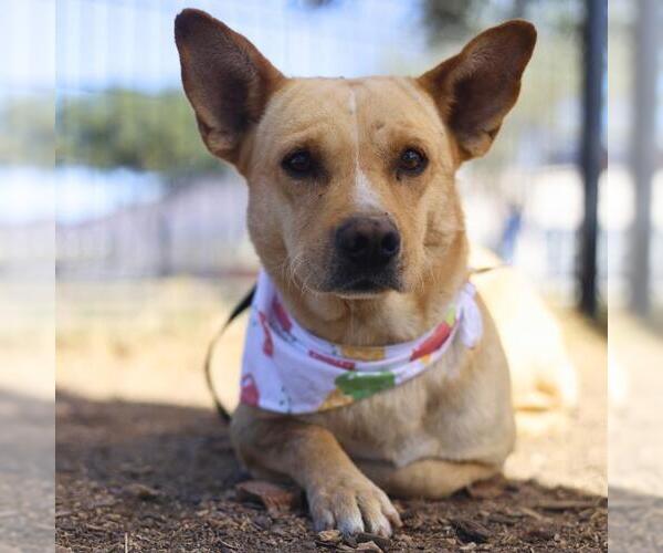 Medium Photo #1 Labrador Retriever-Unknown Mix Puppy For Sale in San Antonio, TX, USA