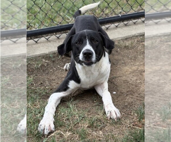 Medium Photo #4 Pointer-Unknown Mix Puppy For Sale in Canton, CT, USA