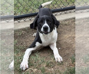 Ranger - Male Pointer-Unknown Mix Dog for Adoption - Photo #4
