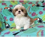 Small #1 Shih Tzu