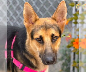 Mutt Dogs for adoption in San Francisco, CA, USA