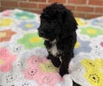 Small Photo #2 Springerdoodle Puppy For Sale in GADSDEN, AL, USA