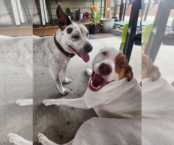 Medium Photo #5 Mutt Puppy For Sale in Oakhurst, NJ, USA