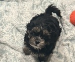 Puppy Puppy 2 Shorkie Tzu