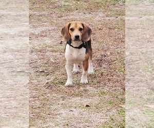 Beagle Puppy for sale in LYONS, GA, USA