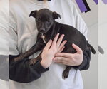 Small #2 Jack Russell Terrier Mix