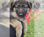 Puppy Red German Shepherd Dog