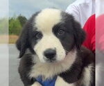 Small Mutt