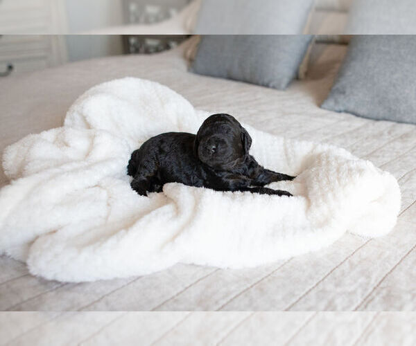 Medium Photo #1 Goldendoodle (Miniature) Puppy For Sale in FRESNO, CA, USA