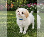 Small Japanese Chin