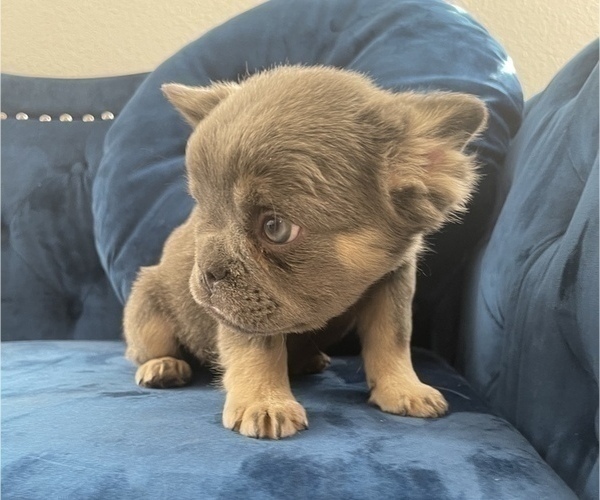 Medium Photo #3 French Bulldog Puppy For Sale in PHOENIX, AZ, USA