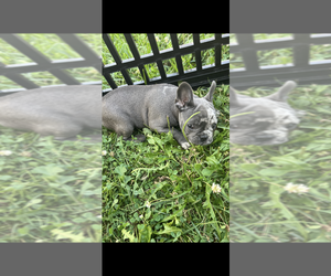 French Bulldog Litter for sale in WINCHESTER, OH, USA