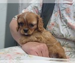 Small #5 Cavalier King Charles Spaniel