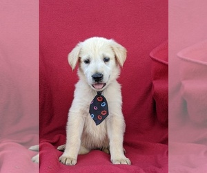 Golden Shepherd Puppy for sale in OXFORD, PA, USA