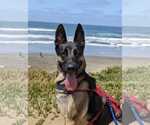 Small #1 German Shepherd Dog Mix