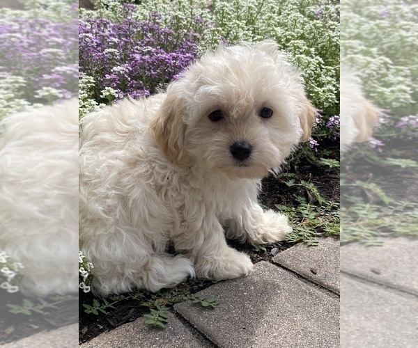 Medium Photo #6 Havanese Puppy For Sale in CANOGA, NY, USA
