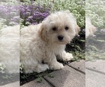 Small #5 Havanese