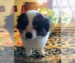 Small Photo #1 Shih Tzu Puppy For Sale in LEBANON, OR, USA