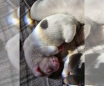 Puppy Puppy 10 American Bulldog