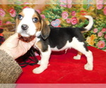 Small #2 Beagle