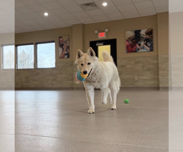 Medium Photo #4 Siberian Husky-Unknown Mix Puppy For Sale in Jefferson, WI, USA