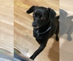 Small Photo #1 Chiweenie Puppy For Sale in FEDERAL WAY, WA, USA
