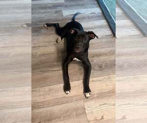 Mutt Dogs for adoption in Naples, FL, USA