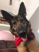 Small Photo #1 German Shepherd Dog Puppy For Sale in MOORESVILLE, NC, USA