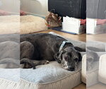 Small Photo #8 Great Dane Puppy For Sale in Bullard, TX, USA