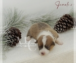 Small #20 Pembroke Welsh Corgi
