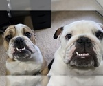 Small #5 English Bulldog