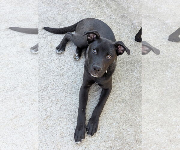 Medium Photo #9 Mutt Puppy For Sale in White Bluff, TN, USA