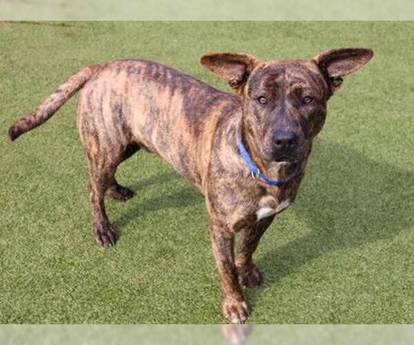 Medium Photo #18 Mountain Cur-Unknown Mix Puppy For Sale in Rockaway, NJ, USA