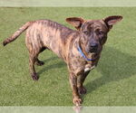 Small #17 Mountain Cur Mix