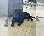 Small Photo #6 Dachshund-Rottweiler Mix Puppy For Sale in Orlando, FL, USA
