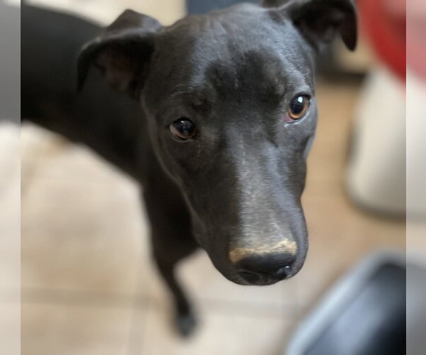 Medium Photo #5 Staffordshire Bull Terrier-Unknown Mix Puppy For Sale in Tracy City, TN, USA