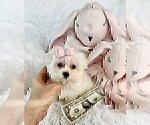 Small #10 Morkie