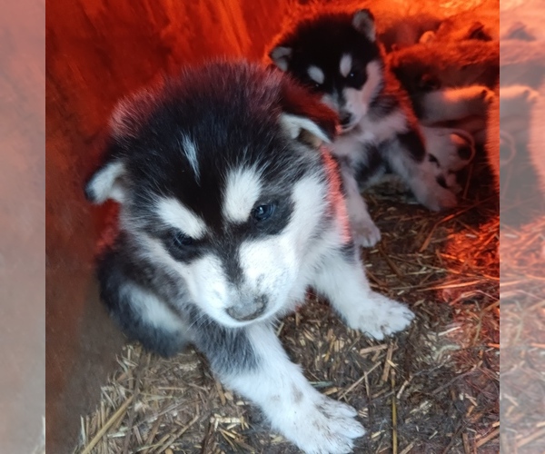 Medium Photo #8 Alaskan Malamute Puppy For Sale in SMYRNA, NY, USA