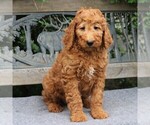 Small Photo #3 Poodle (Standard) Puppy For Sale in EAST EARL, PA, USA