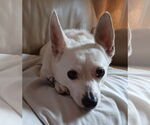 Small #9 Jack Russell Terrier