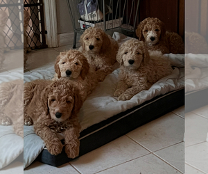 Goldendoodle Puppy for sale in LITHIA, FL, USA