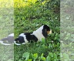 Small #2 Beagle